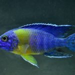 Aulonocara Maulana