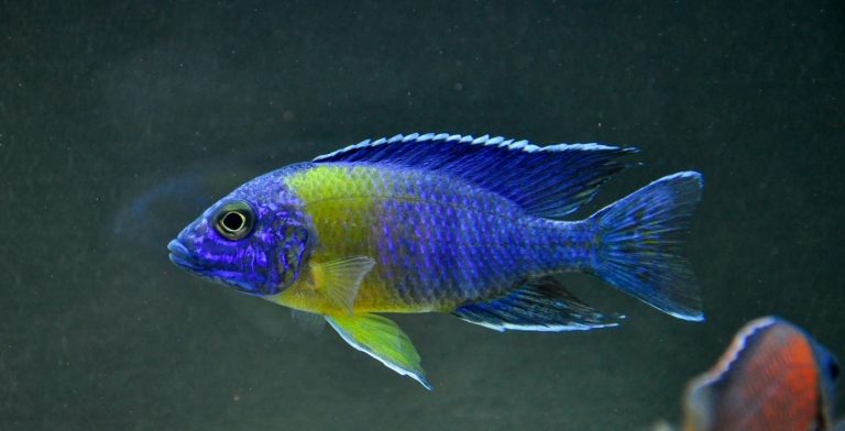 Aulonocara Maulana