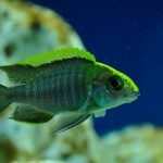 Aulonocara Maylandi