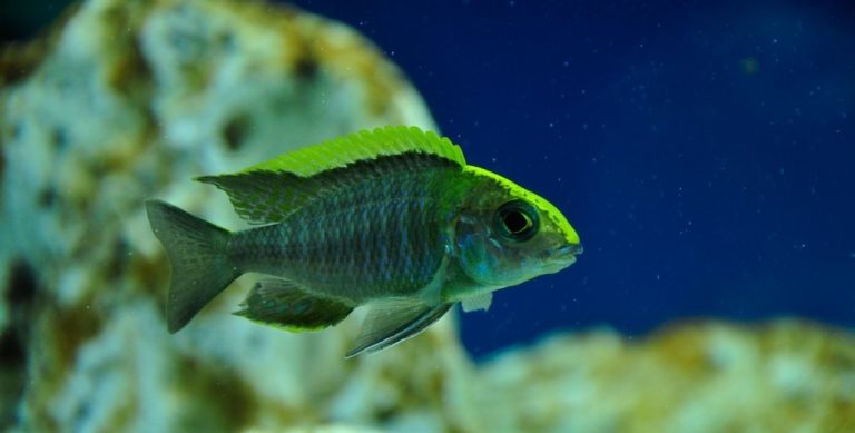 Aulonocara Maylandi