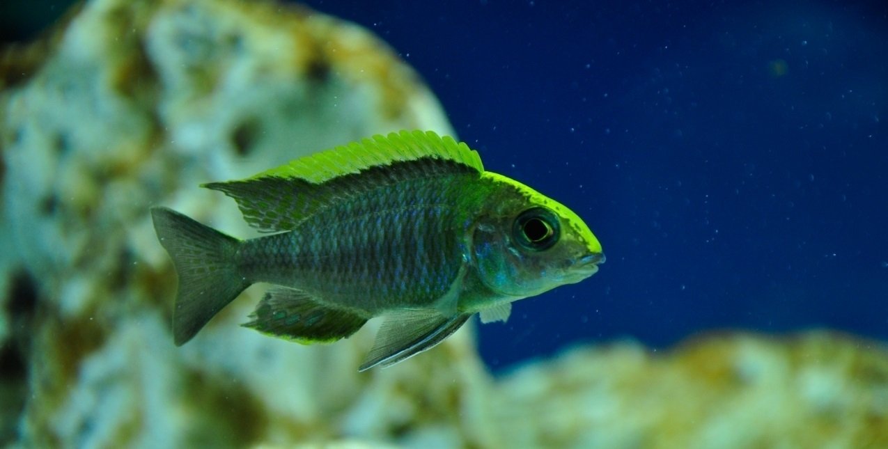 Aulonocara Maylandi