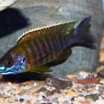 Aulonocara Saulosi