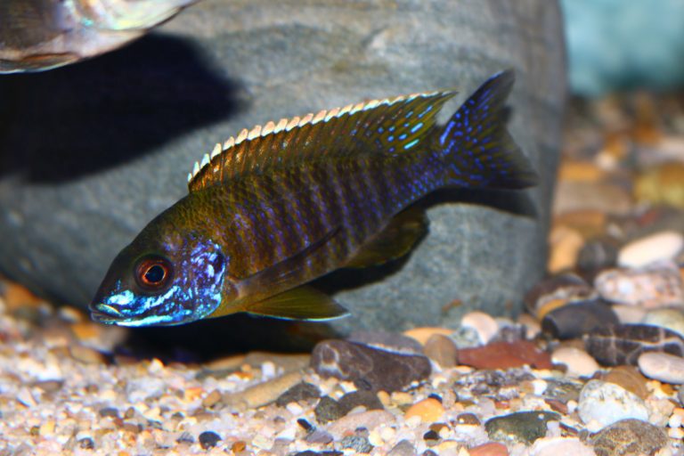 Aulonocara Saulosi