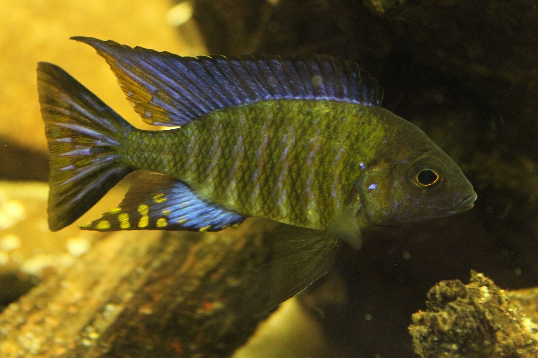 Aulonocara Sp. “Chitande Type Masinje”