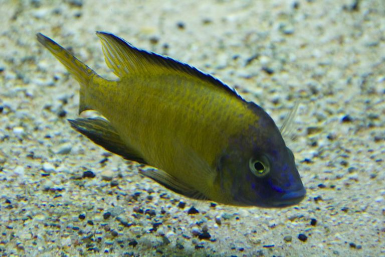 Aulonocara Stuartgranti (Usisya)