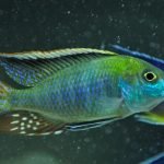 Tramitichromis Intermedius