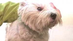 Köpeklerde Göz Temizliği Nasıl Yapılır?