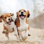 Köpeklerde Hiperaktiflik, Aşırı Hareketlilik