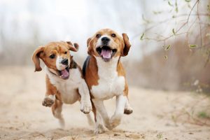 Köpeklerde Hiperaktiflik, Aşırı Hareketlilik