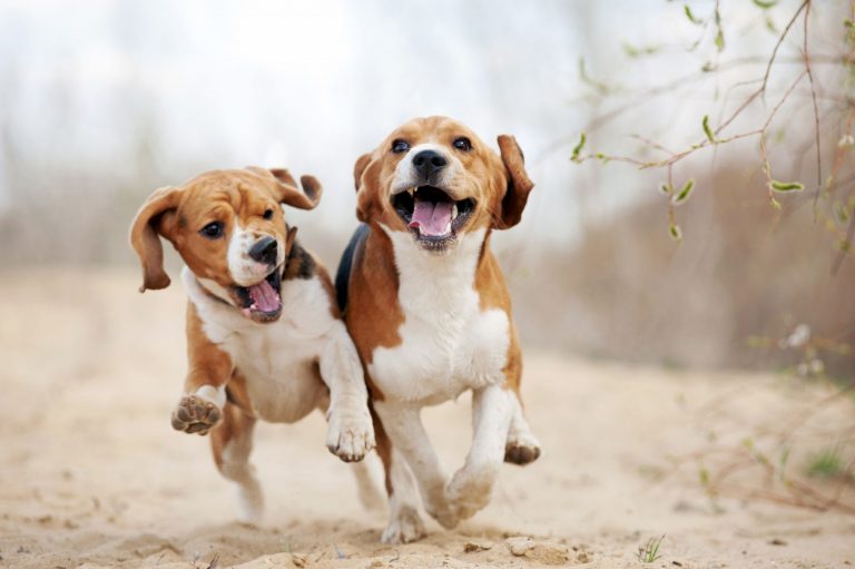 Köpeklerde Hiperaktiflik, Aşırı Hareketlilik