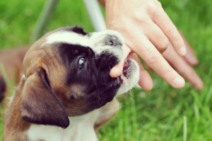 Köpeklerde Isırma Sorunu ve Çözümü
