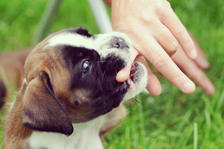 Köpeklerde Isırma Sorunu ve Çözümü