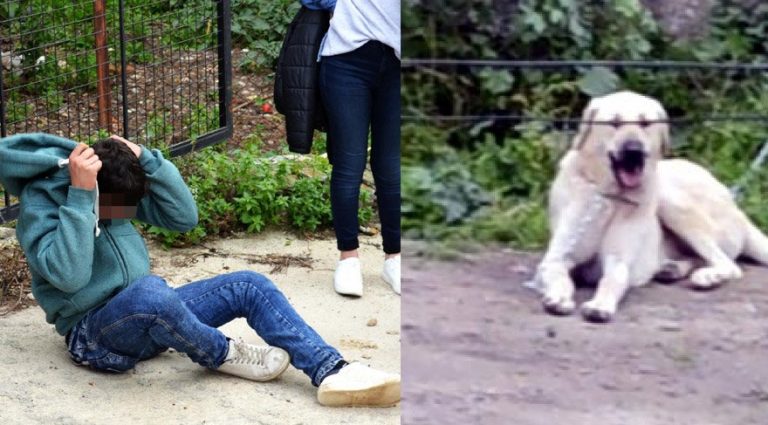 16 Yaşındaki Genç, Savunmasız Köpeğe Tecavüz Etti!