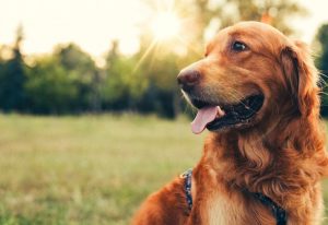 Köpeklerde Dış Parazit Türleri ve Tedavisi