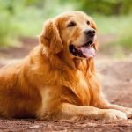 Köpeklerde Obezite