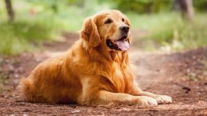Köpeklerde Obezite Sorunu