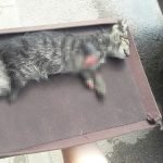 Bursa'da Ayakları Kesilmiş Kedi Yavrusu Bulundu