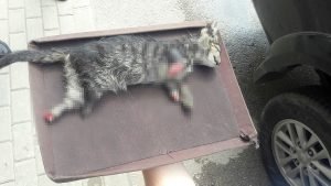 Bursa’da Ayakları Kesilmiş Kedi Yavrusu Bulundu