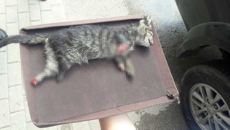 Bursa’da Ayakları Kesilmiş Kedi Yavrusu Bulundu