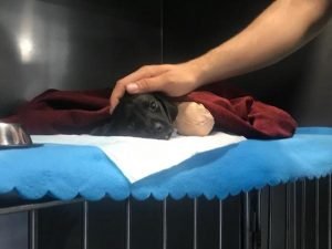 Sakarya’da Bacakları Kesilen Yavru Köpek Kurtarılamadı