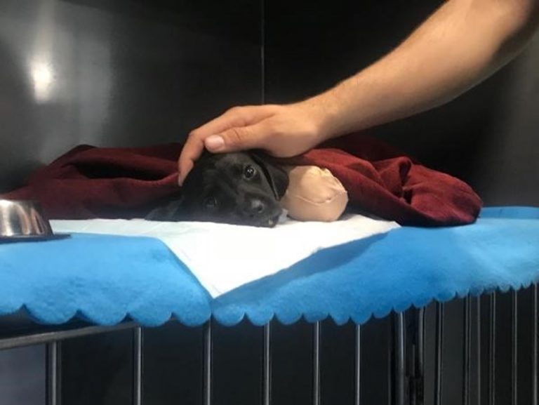 Sakarya’da Bacakları Kesilen Yavru Köpek Kurtarılamadı