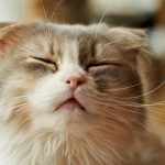 Kedi Gribi