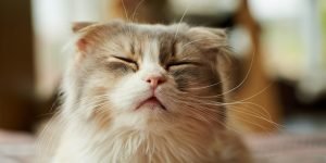 Kedi Gribi