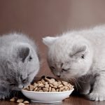 Kedi Maması Çeşitleri