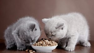 Kedi Maması Çeşitleri