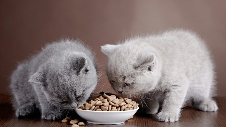 Kedi Maması Çeşitleri
