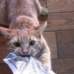 Kedi Ödül Maması