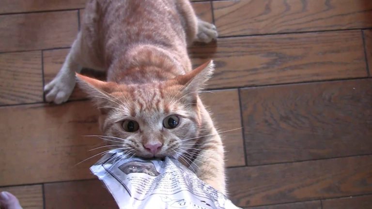 Kedi Ödül Maması