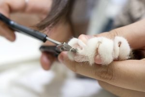 Kedi Tırnağı Nasıl Kesilir?