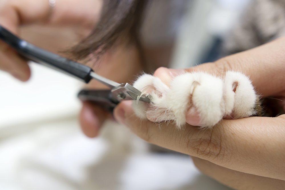 Kedi Tırnağı Nasıl Kesilir?