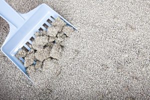 Kedi Tuvaleti ve Kum Çeşitleri