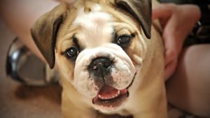 Köpek Yaşı Hesaplama