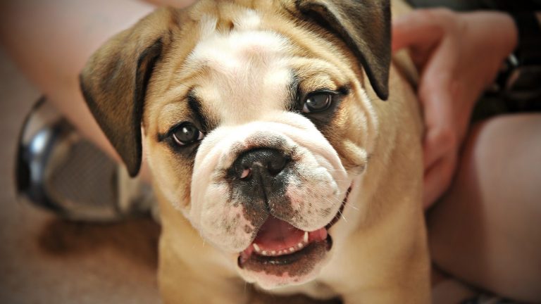 Köpek Yaşı Hesaplama
