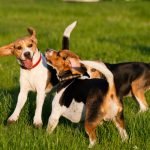 Köpekler Neden Kuyruk Sallar?