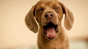 Köpekler Gerçekten Renk Körü mü?