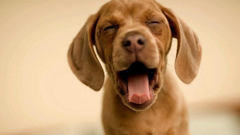 Köpekler Gerçekten Renk Körü mü?
