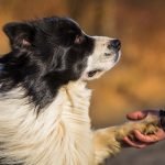 En Zeki 10 Köpek Cinsi