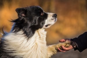 En Zeki 10 Köpek Cinsi