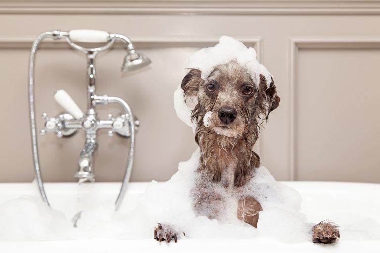 Köpekler Nasıl Yıkanır ve Banyo Yaptırılır?