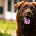 Köpeklerde Diş Bakımı