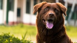 Köpeklerde Diş Bakımı