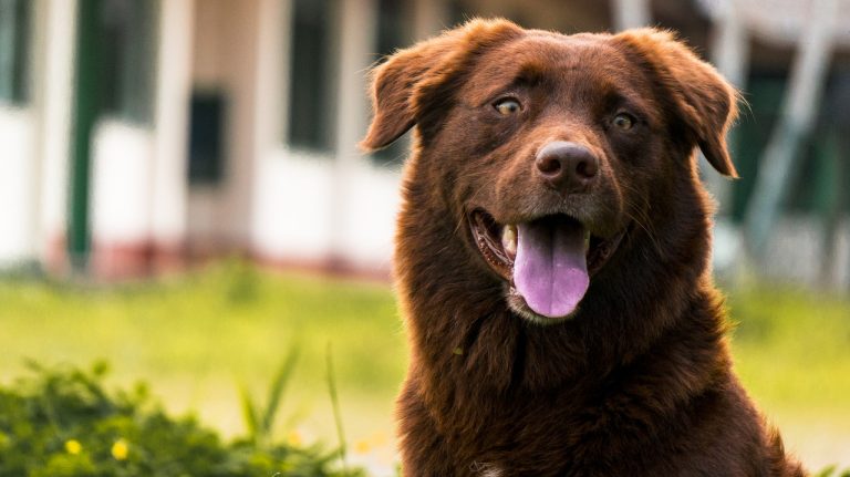Köpeklerde Diş Bakımı