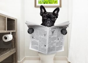 Köpeklere Tuvalet Eğitimi Nasıl Verilir?