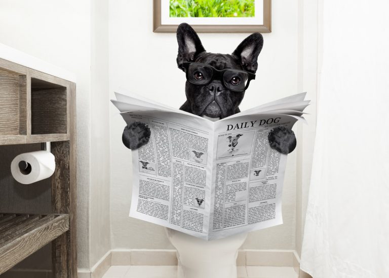 Köpeklere Tuvalet Eğitimi Nasıl Verilir?