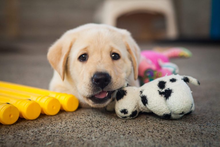 Yavru Köpek Bakımı
