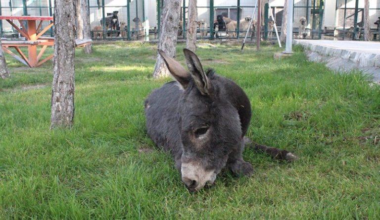 Eşeği Döverken Yakalandı, ‘Masaj Yapıyordum’ Dedi